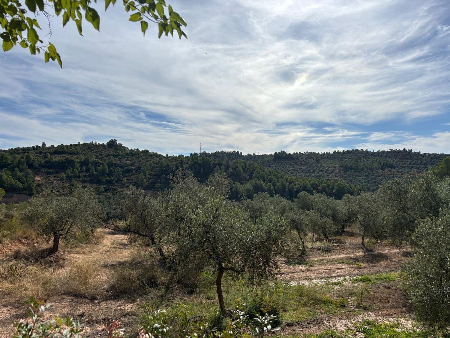 Mark till salu i Bovera - 60 000 € (Ref: 9371263)