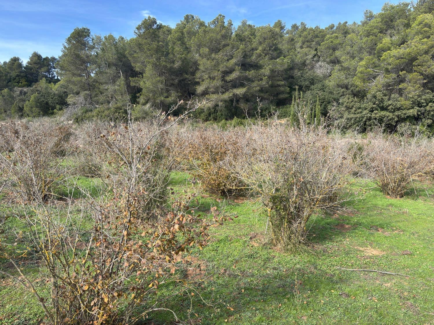 1 sypialnia Finka/Dom wiejski na sprzedaż w Tivissa z garażem - 75 000 € (Ref: 9436813)