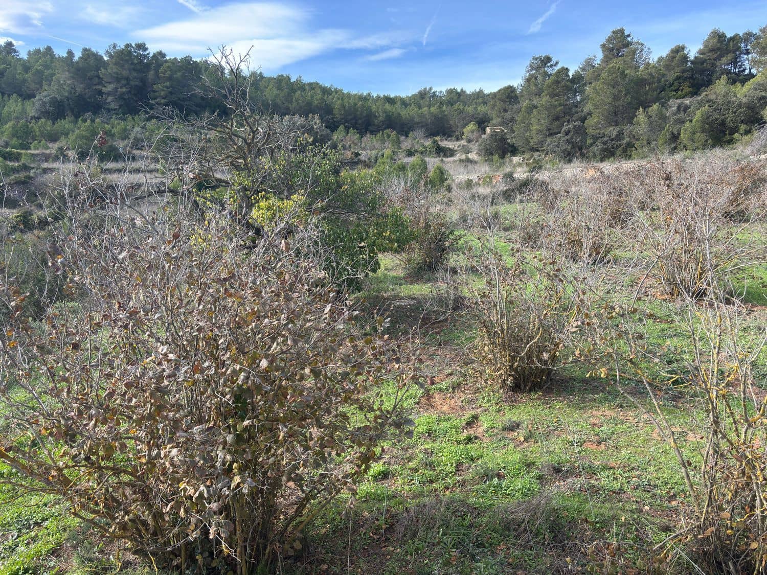 1 sypialnia Finka/Dom wiejski na sprzedaż w Tivissa z garażem - 75 000 € (Ref: 9436813)