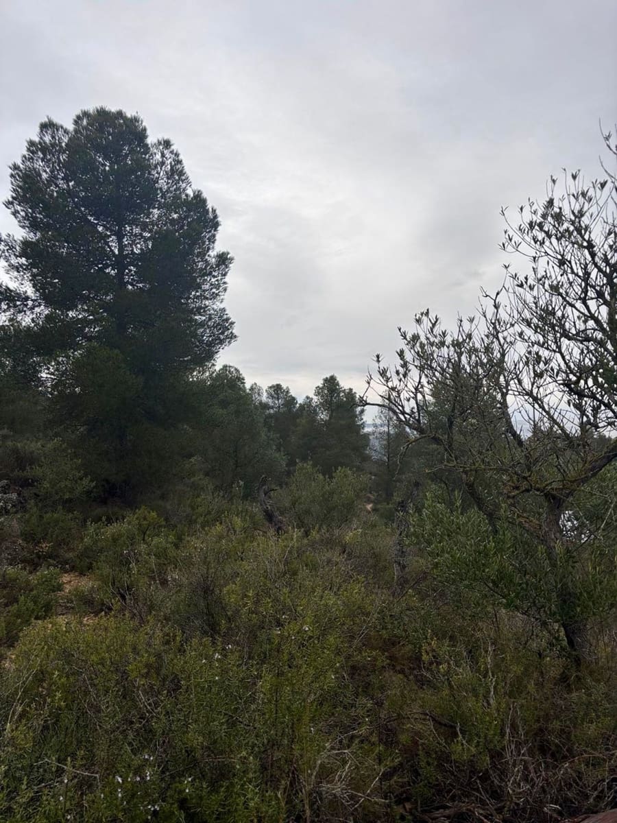 Undeveloped Land for sale in Asco - € 6,000 (Ref: 9629671)