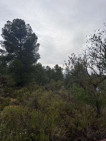 Undeveloped Land for sale in Ascó - € 6,000 (Ref: 9629671)
