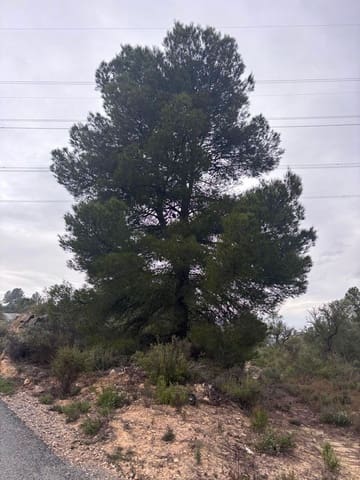 Undeveloped Land for sale in Ascó - € 6,000 (Ref: 9629671)