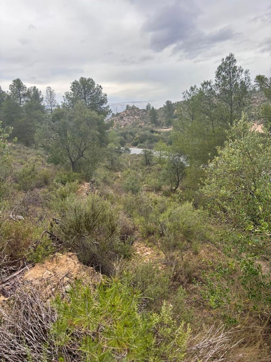 Undeveloped Land for sale in Asco - € 6,000 (Ref: 9629671)