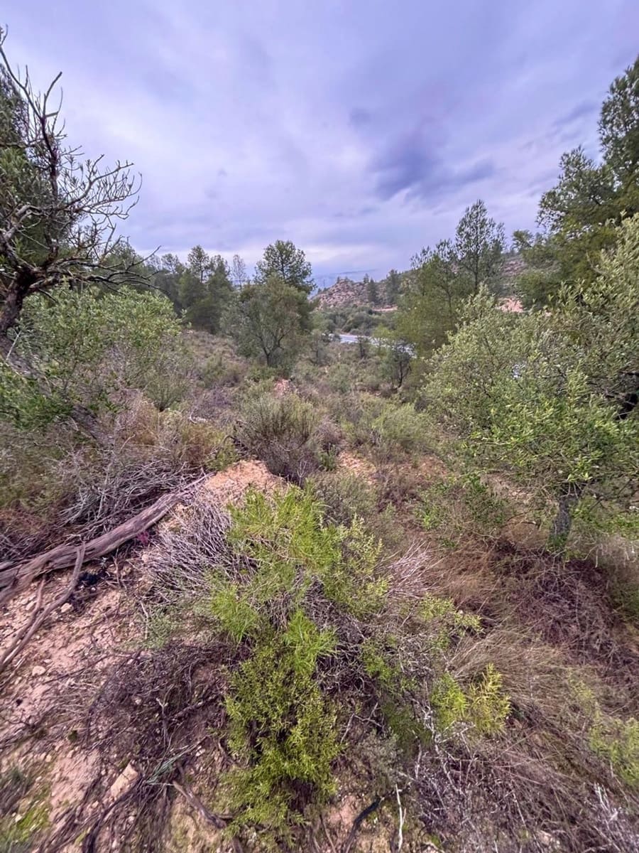 Undeveloped Land for sale in Asco - € 6,000 (Ref: 9629671)
