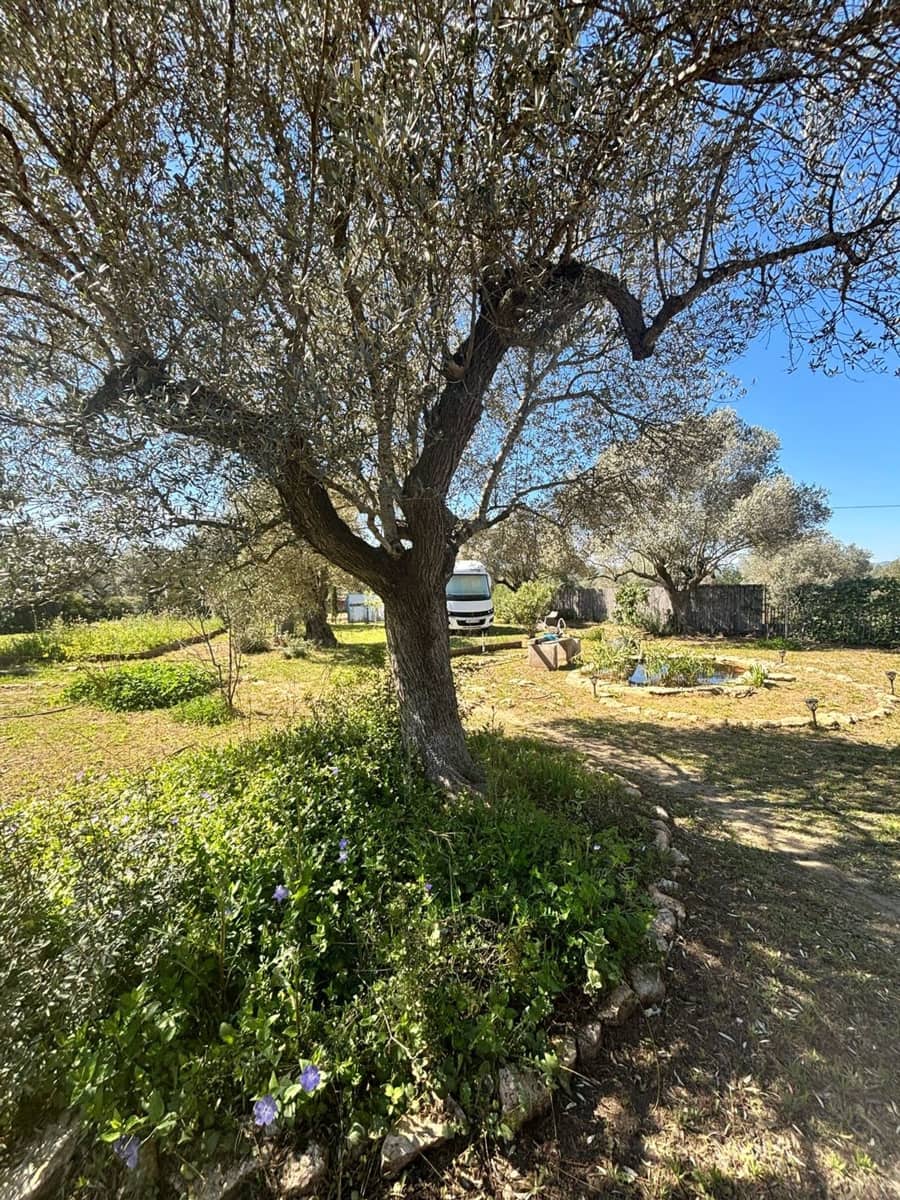 Undeveloped Land for sale in Ginestar - € 38,000 (Ref: 9704453)