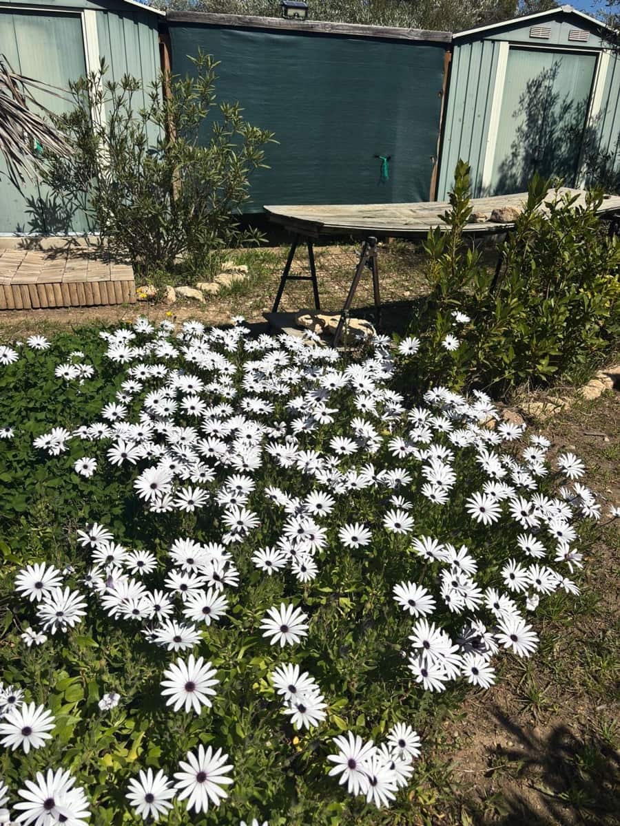 Undeveloped Land for sale in Ginestar - € 38,000 (Ref: 9704453)