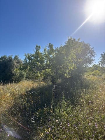 Terreno Non Edificato in vendita in Tivissa - 14.000 € (Rif: 9872979)