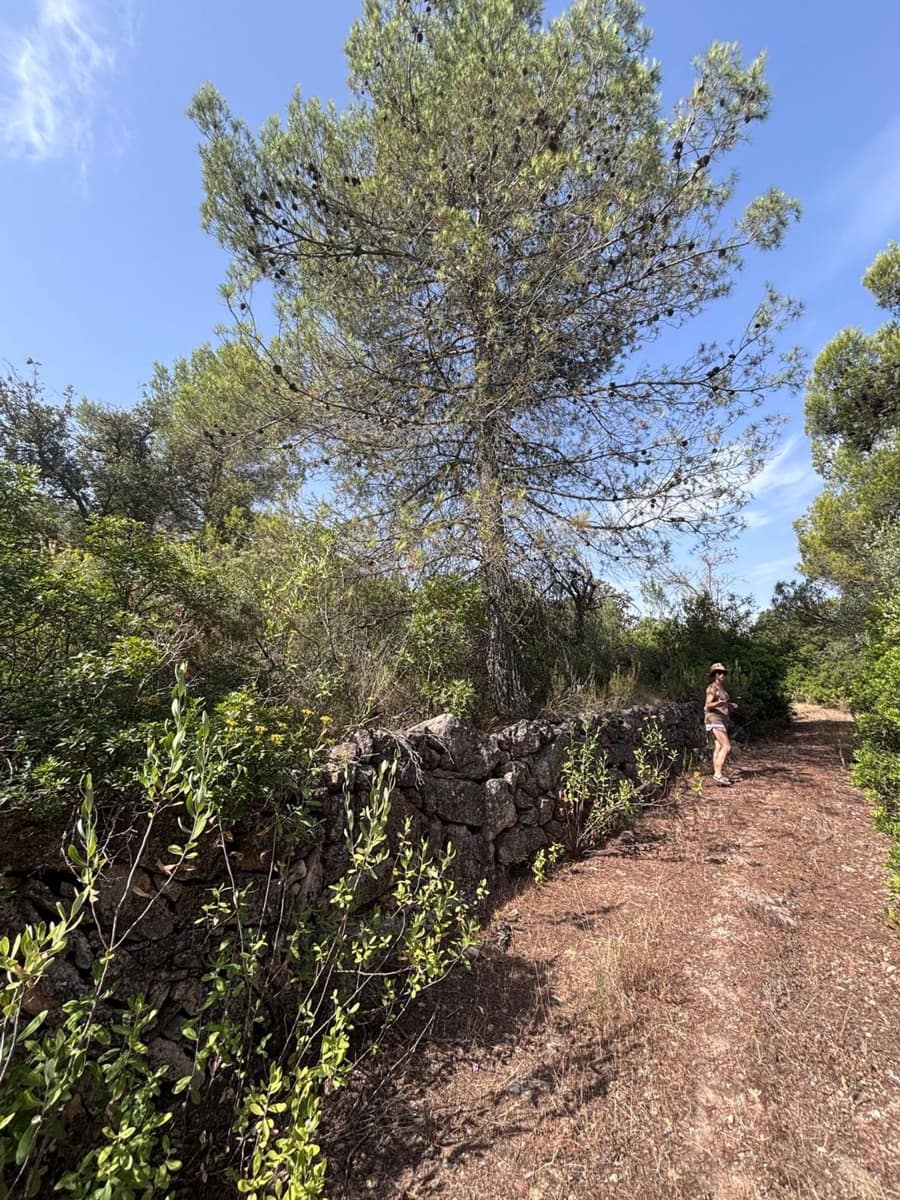Mark till salu i Els Guiamets - 12 000 € (Ref: 9996555)