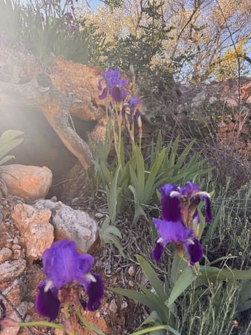 Byggegrund til salg i Sant Mateu - € 14.000 (Ref: 9751835)