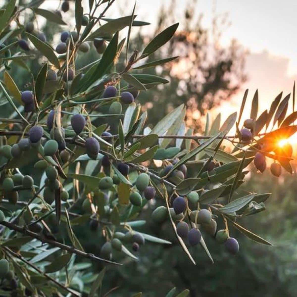 Działka budowlana na sprzedaż w Sant Mateu - 24 000 € (Ref: 9761822)