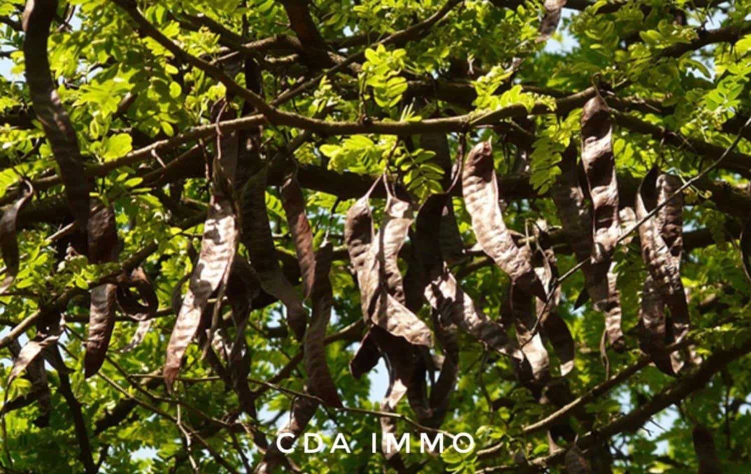 Działka budowlana na sprzedaż w Sant Mateu - 24 000 € (Ref: 9761822)