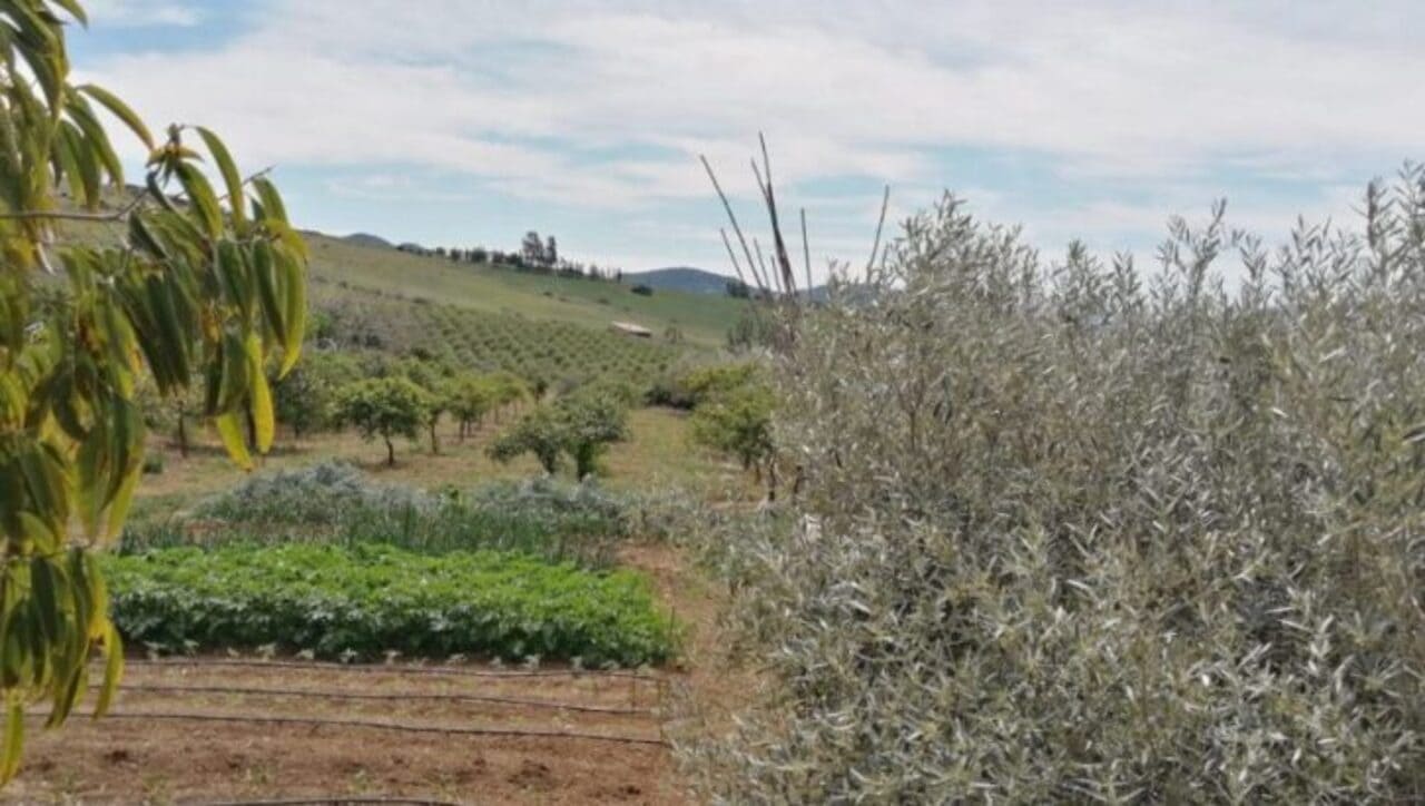 Finca/Herregård til salgs i Alora - € 220 000 (Ref: 8837438)