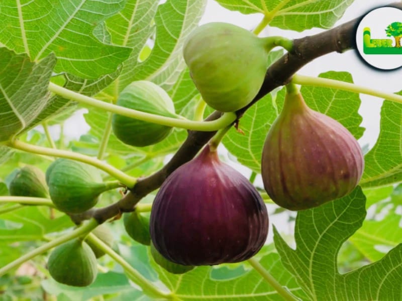 8 sypialnia Willa na sprzedaż w El Rosario - 649 000 € (Ref: 9112627)