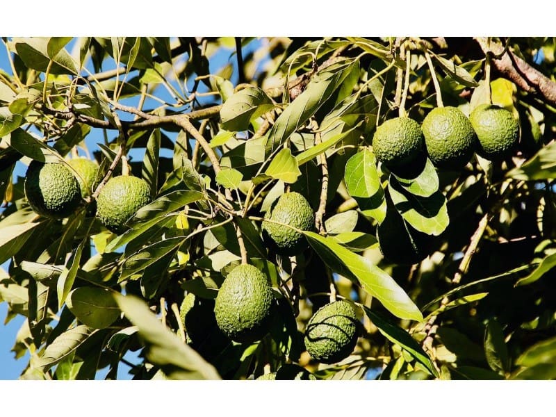 8 sypialnia Willa na sprzedaż w El Rosario - 649 000 € (Ref: 9112627)