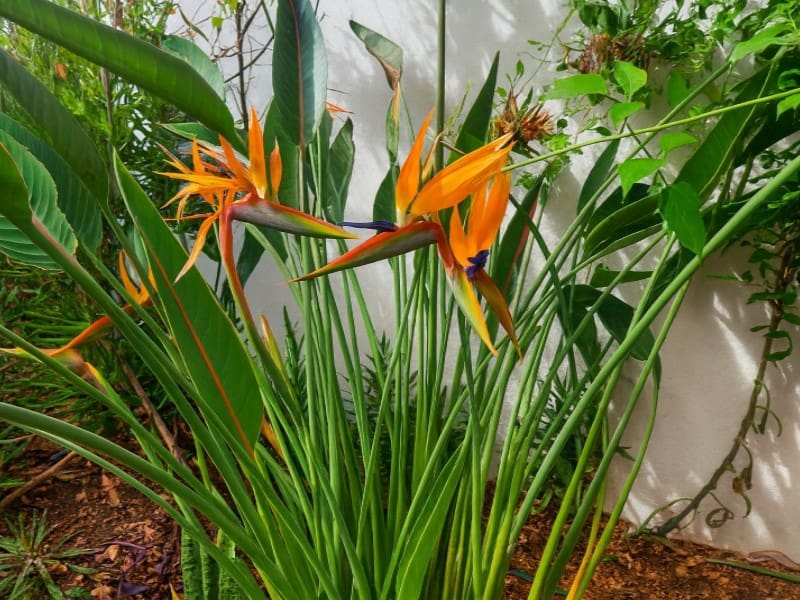 10 soverom Hotell til salgs i Candelaria - € 999 000 (Ref: 9349362)