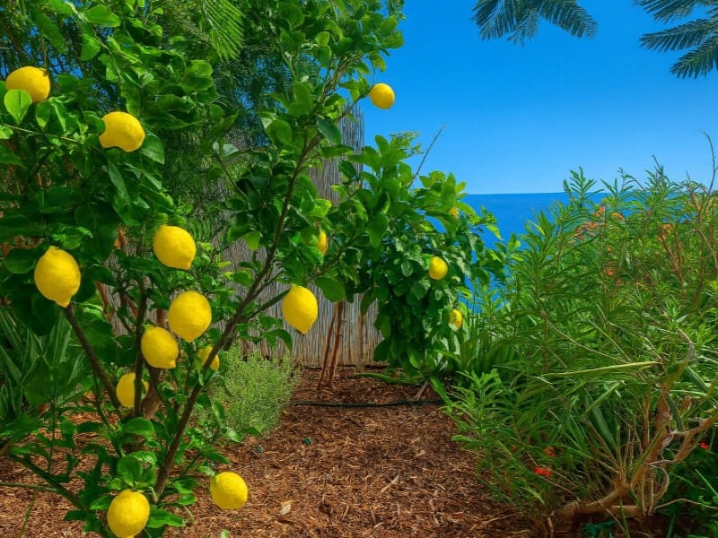 10 soverom Hotell til salgs i Candelaria - € 999 000 (Ref: 9349362)