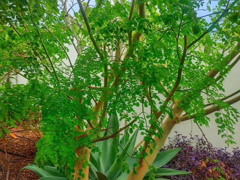 10 soverom Hotell til salgs i Candelaria - € 999 000 (Ref: 9349362)