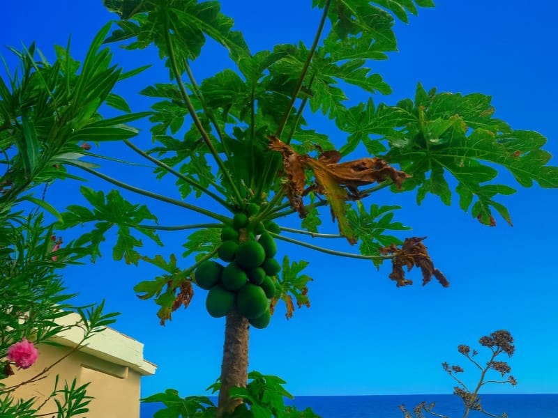 10 slaapkamer Villa te koop in Candelaria - € 999.000 (Ref: 9407987)