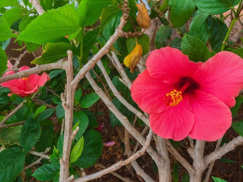 10 slaapkamer Villa te koop in Candelaria - € 999.000 (Ref: 9470414)