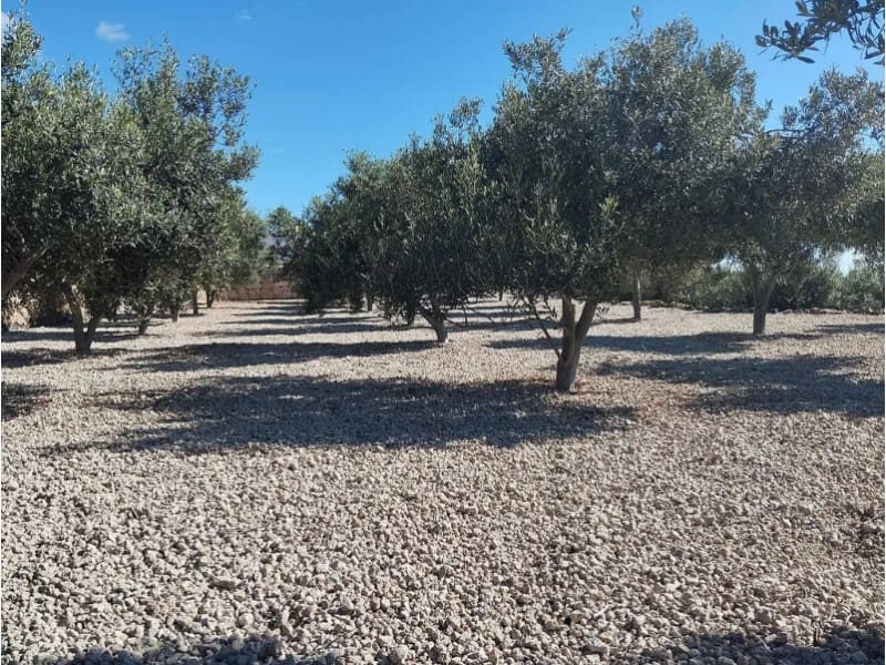 3 slaapkamer Finca/Landhuis te koop in Charco del Pino - € 289.000 (Ref: 9666330)