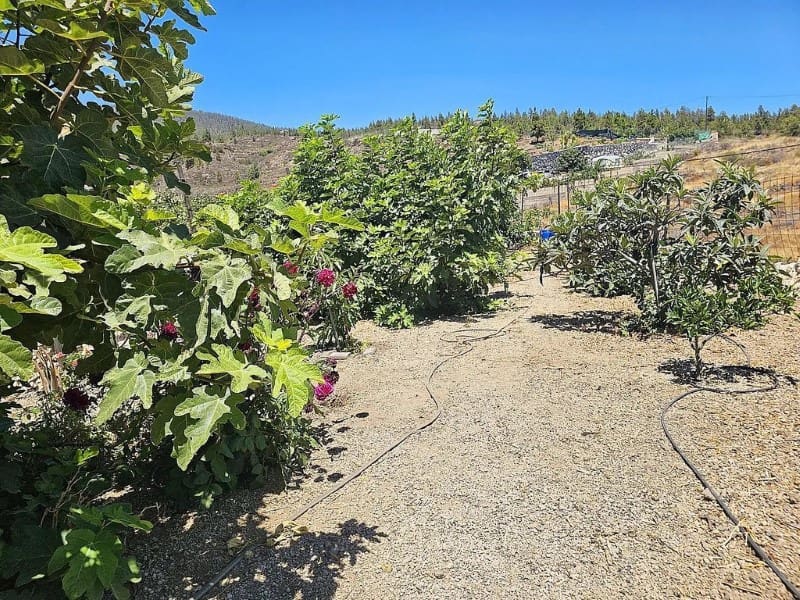 1 slaapkamer Finca/Landhuis te koop in Cruz de Tea - € 239.000 (Ref: 9666334)