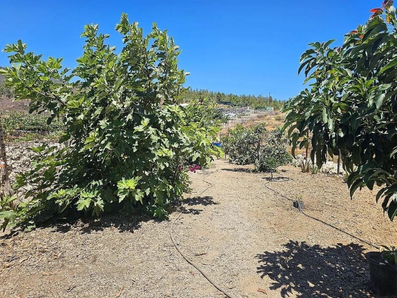 1 slaapkamer Finca/Landhuis te koop in Cruz de Tea - € 239.000 (Ref: 9666334)