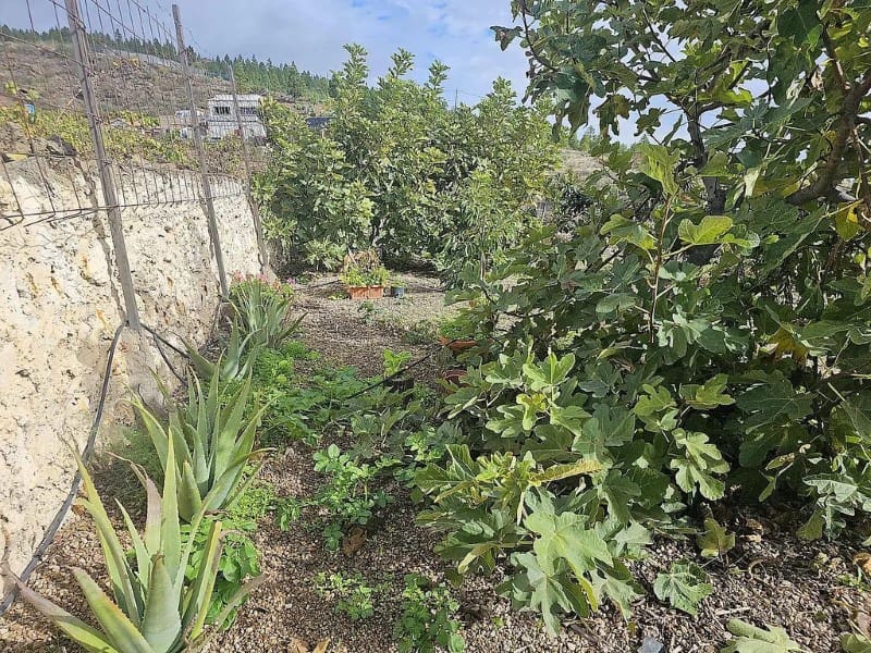 1 slaapkamer Finca/Landhuis te koop in Cruz de Tea - € 239.000 (Ref: 9666334)