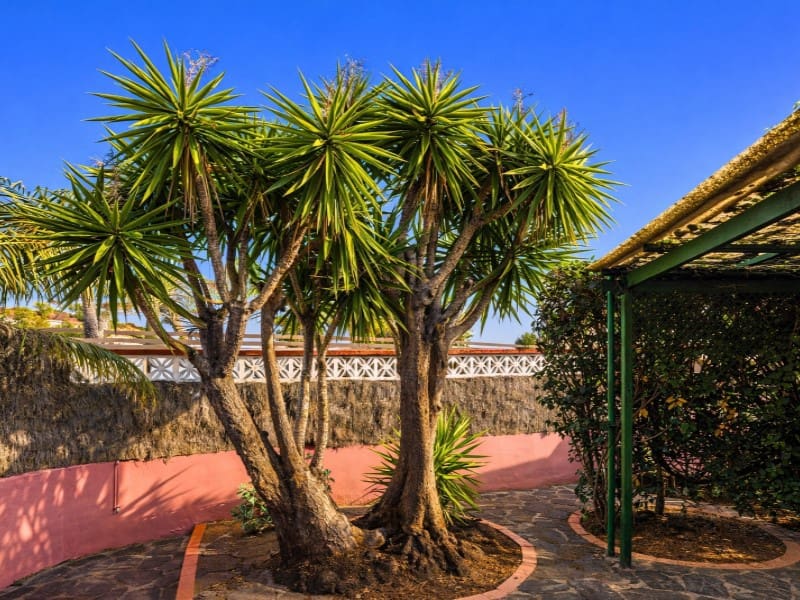 2 chambre Villa/Maison à vendre à El Sauzal - 450 000 € (Ref: 9690473)