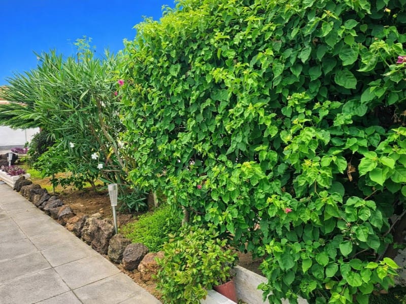 3 chambre Villa/Maison à vendre à Los Realejos - 575 000 € (Ref: 9695237)