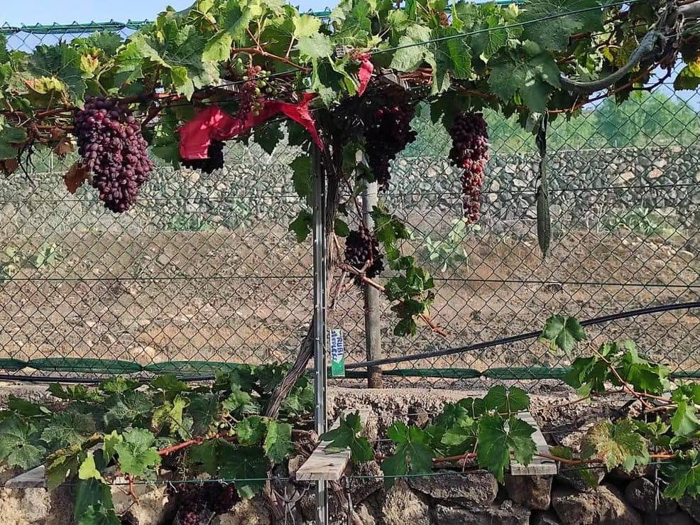 3 sovrum Villa till salu i San Miguel de Abona - 800 000 € (Ref: 9800340)