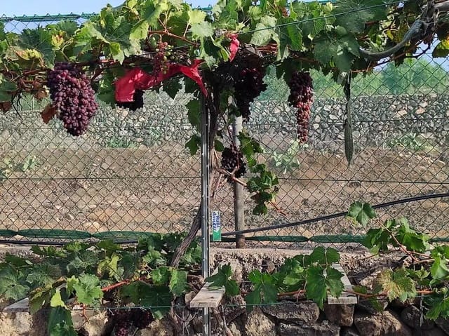 3 sypialnia Willa na sprzedaż w San Miguel de Abona - 800 000 € (Ref: 9800340)