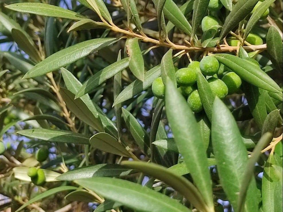 3 sovrum Villa till salu i San Miguel de Abona - 800 000 € (Ref: 9800340)