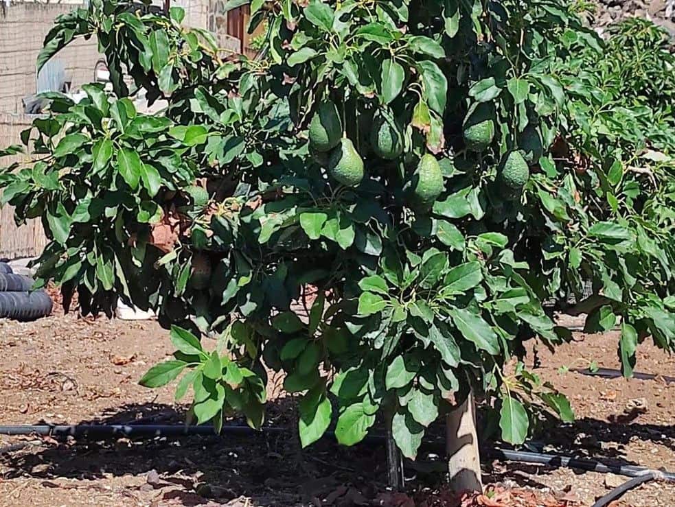 3 sovrum Villa till salu i San Miguel de Abona - 800 000 € (Ref: 9800340)