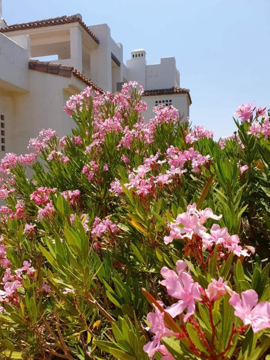 3 bedroom Townhouse for rent in La Alcaidesa with pool garage - € 2,500 (Ref: 10026562)