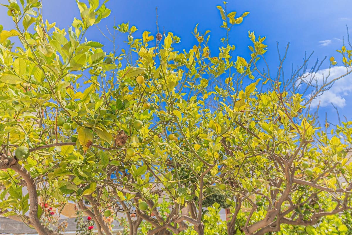 4 slaapkamer Villa te koop in Pueblo Nuevo de Guadiaro - € 550.000 (Ref: 9492686)