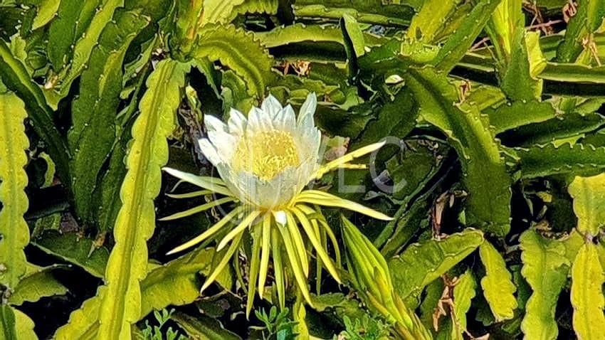 5 soveværelse Villa til salg i Gilet med swimmingpool garage - € 795.000 (Ref: 6867336)