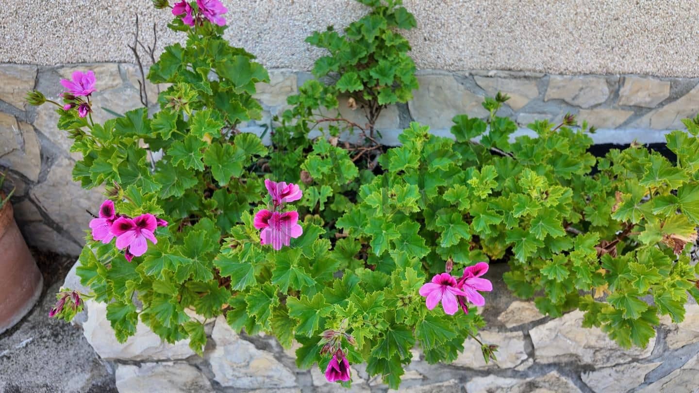 4 soveværelse Villa til salg i Montserrat med swimmingpool garage - € 294.000 (Ref: 8435036)