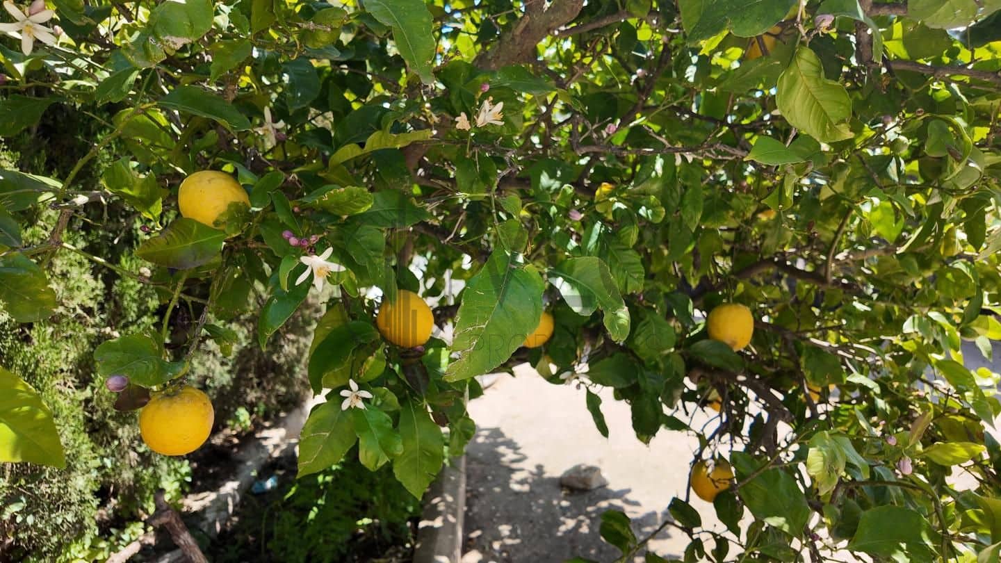 4 soveværelse Villa til salg i Montserrat med swimmingpool garage - € 294.000 (Ref: 8435036)