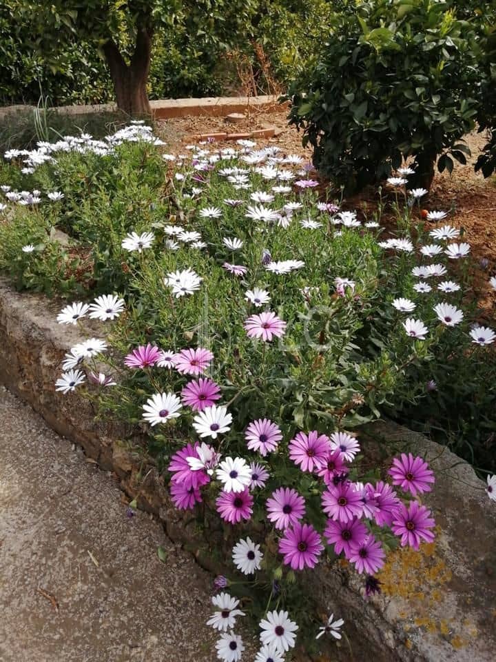 3 soverom Villa til salgs i Alzira med svømmebasseng garasje - € 220 000 (Ref: 8471875)