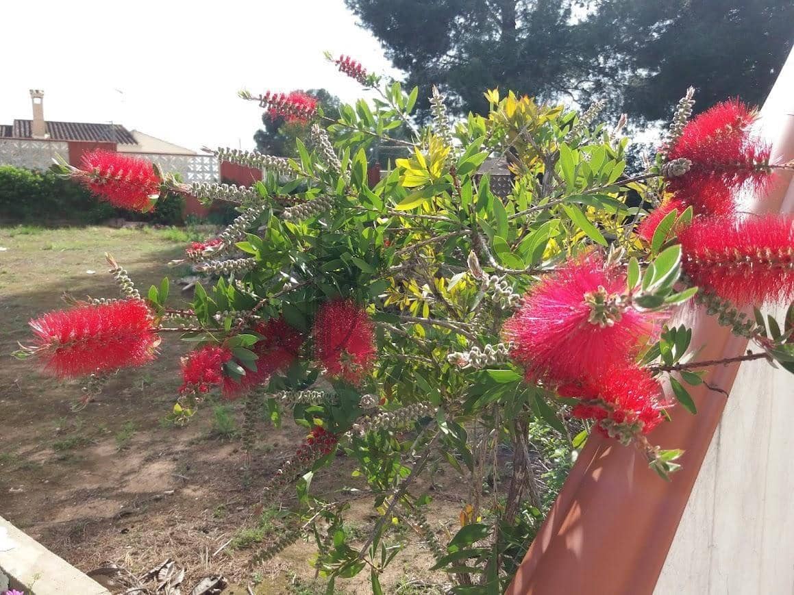 5 camera da letto Villa in vendita in Montserrat con piscina garage - 239.000 € (Rif: 9619490)