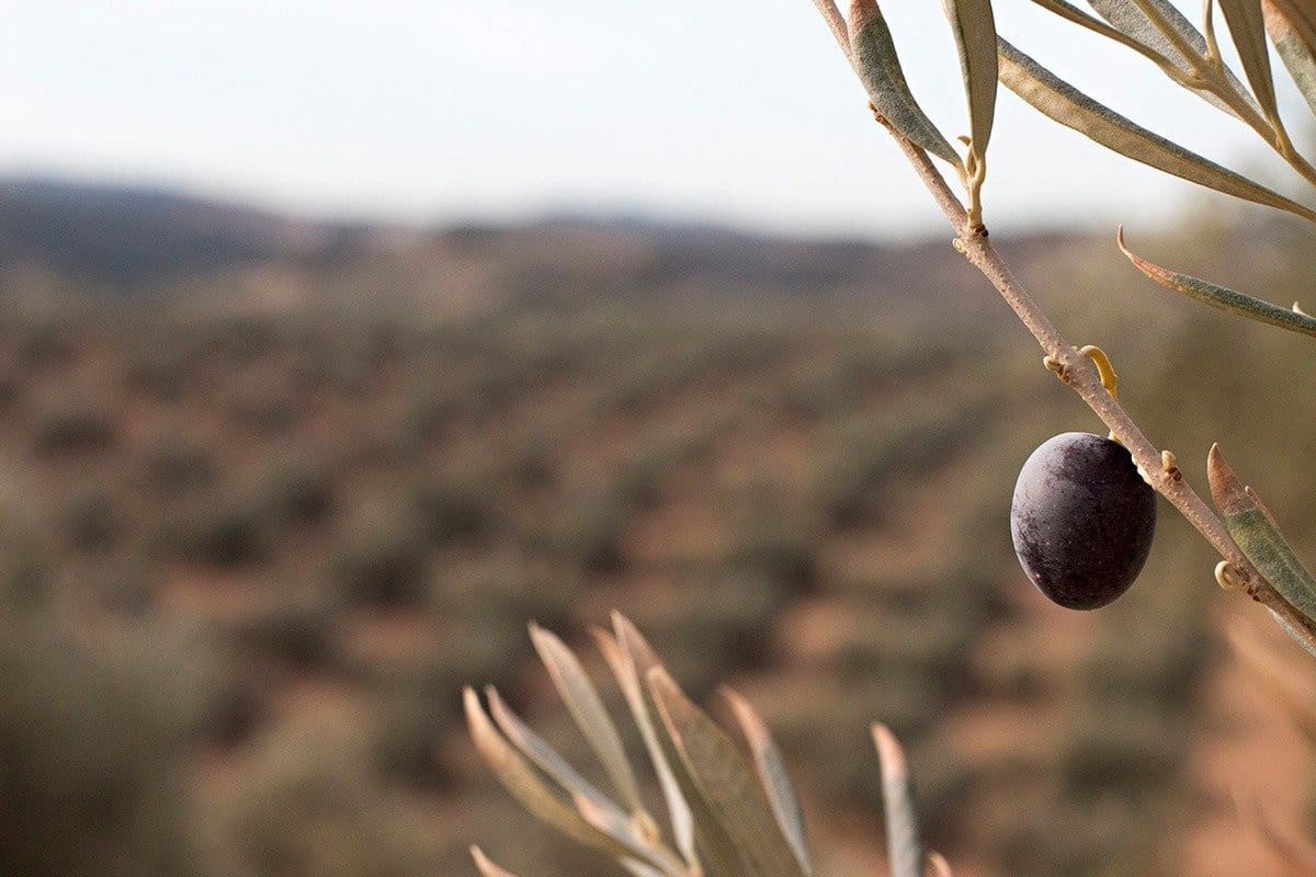 Finca/Landehus til salg i Loja - € 2.100.000 (Ref: 6863906)