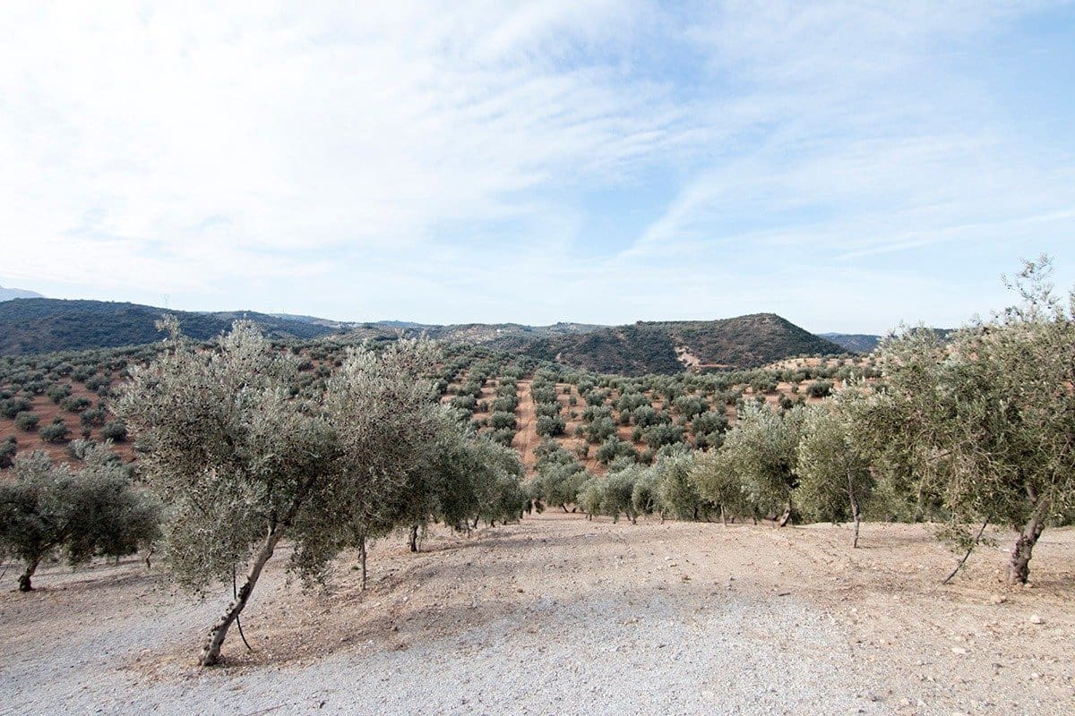 Finca/Landehus til salg i Loja - € 2.100.000 (Ref: 6863906)