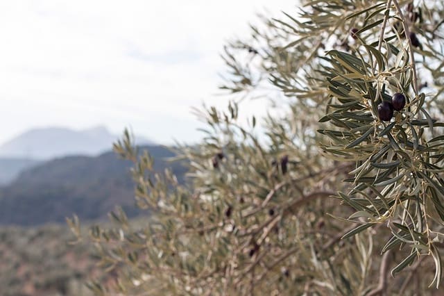 Quinta/Casa Rural para venda em Loja - 2 100 000 € (Ref: 6863906)