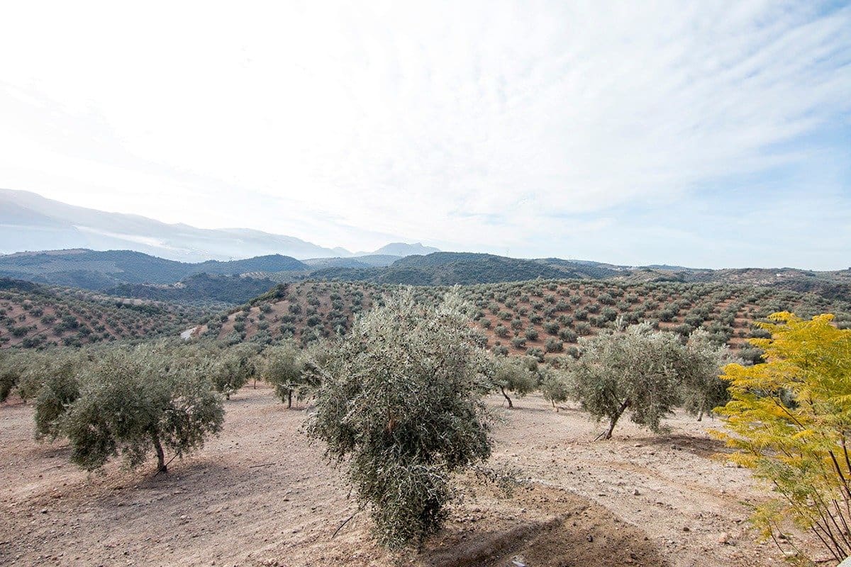 Finca/Landehus til salg i Loja - € 2.100.000 (Ref: 6863906)