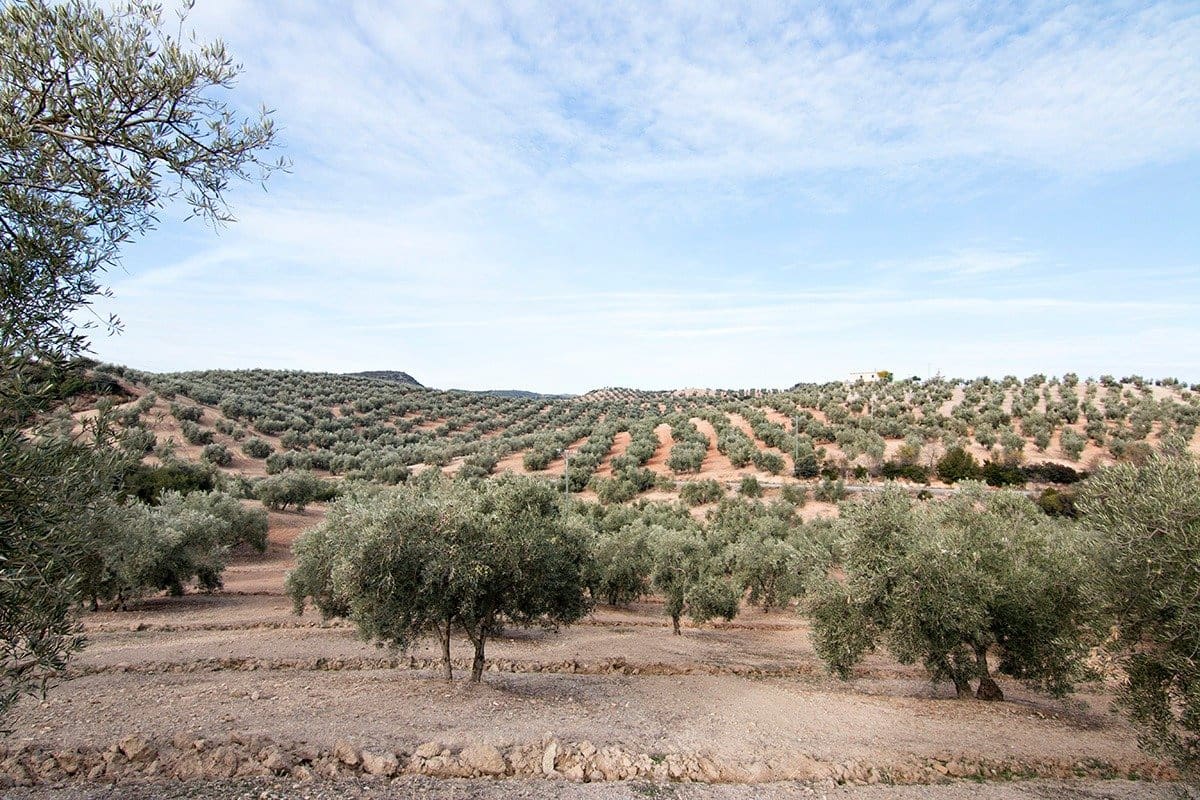 Finca/Landehus til salg i Loja - € 2.100.000 (Ref: 6863906)