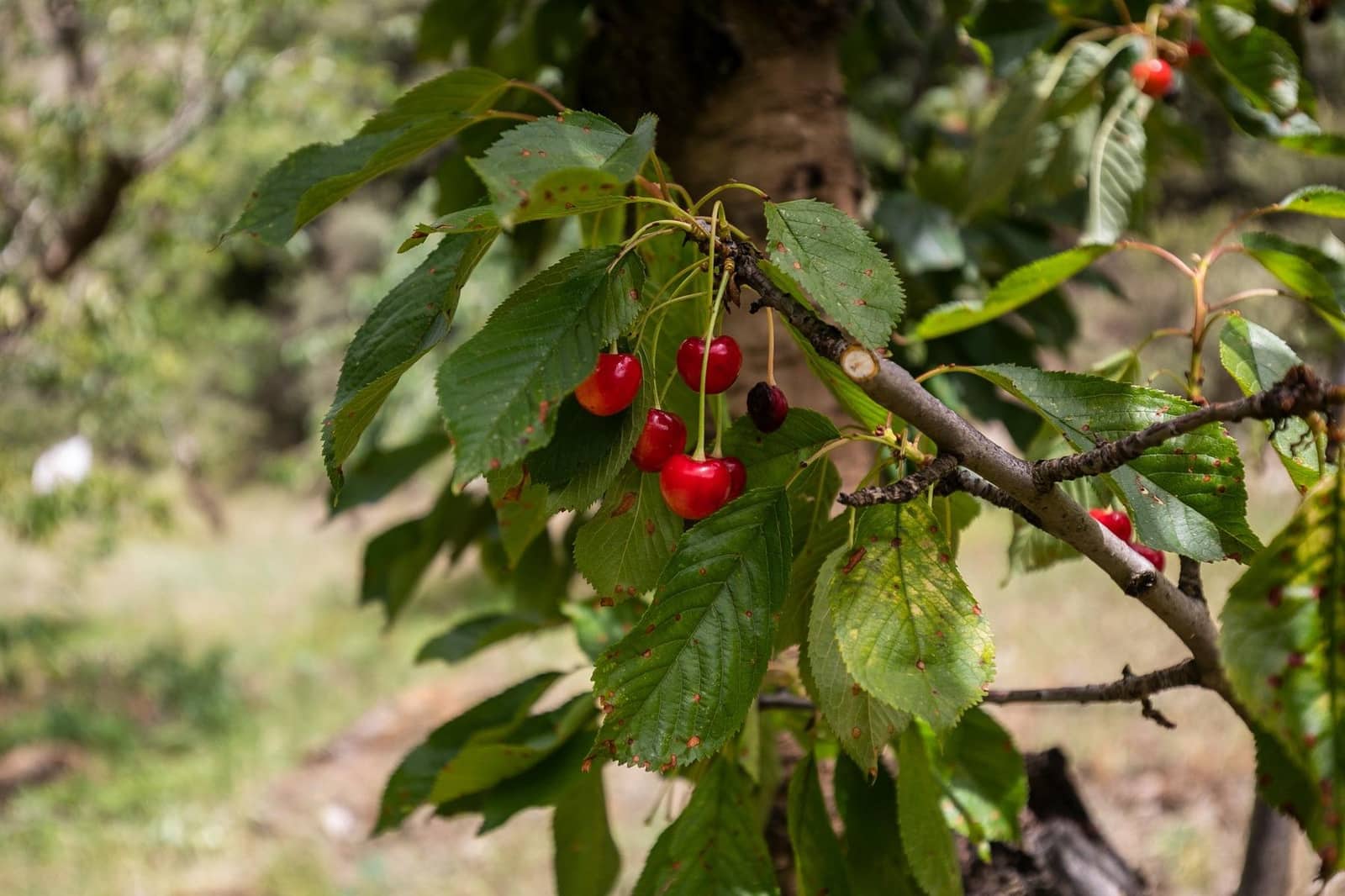 Byggegrund til salg i Guejar Sierra - € 154.000 (Ref: 7717121)