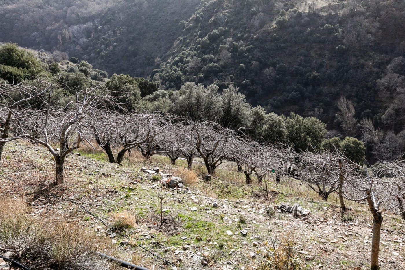 Byggegrund til salg i Guejar Sierra - € 154.000 (Ref: 7717121)