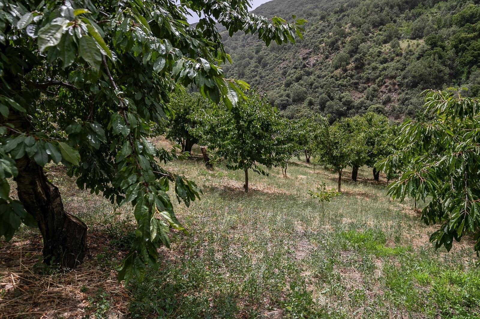 Byggegrund til salg i Guejar Sierra - € 154.000 (Ref: 7717121)