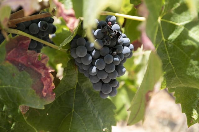 6 bedroom Business for sale in Granada city - € 1,550,000 (Ref: 9374117)