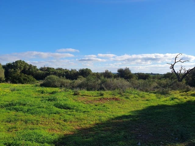 Terre non Aménagée à vendre à Campos - 550 000 € (Ref: 10047402)